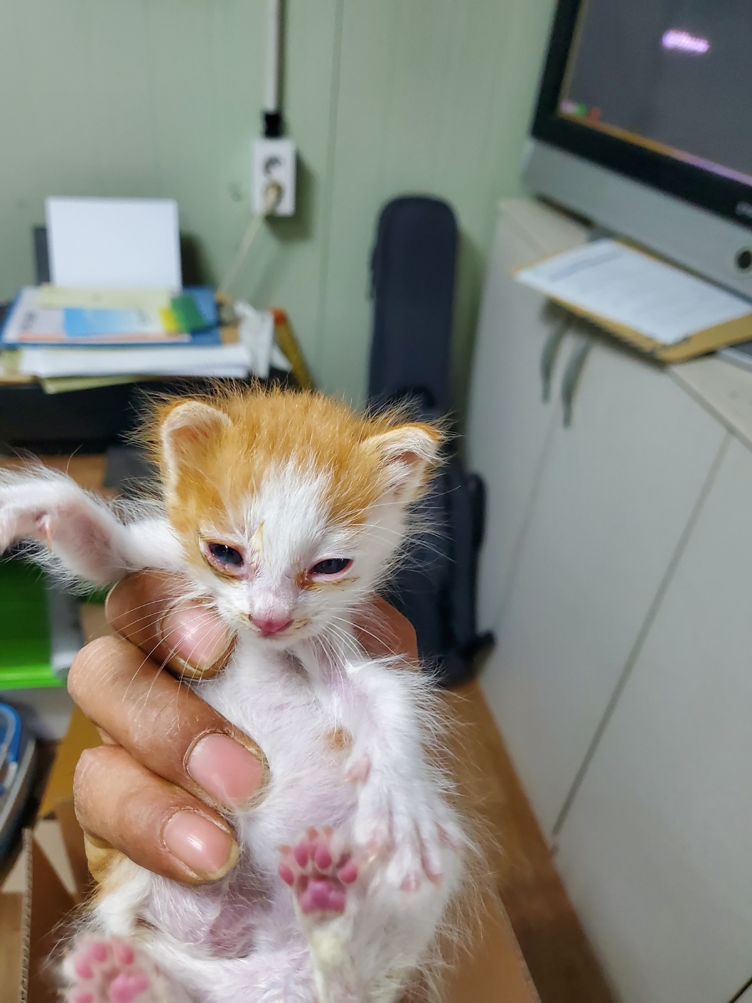보호중 한국 고양이…